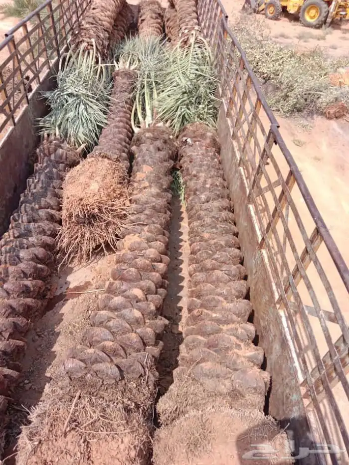 يوجد لدينا نخيل عربي مثمرر جميع انواع متوفره 1