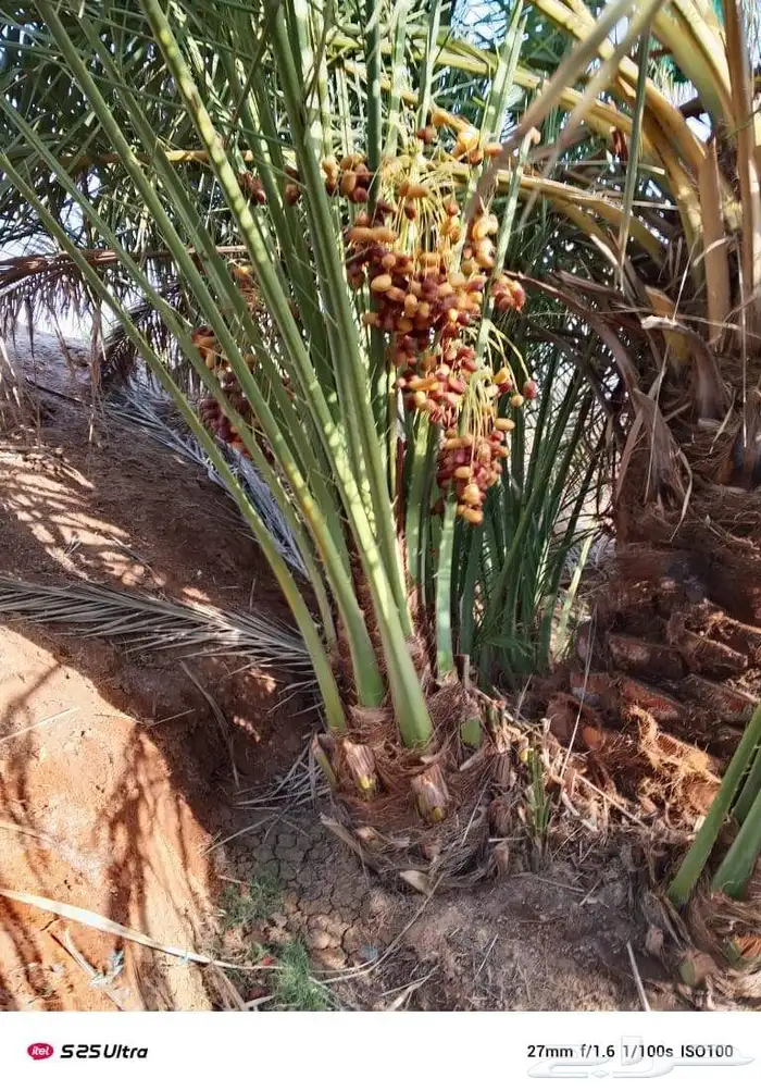 صقعي مجدول سكري 2