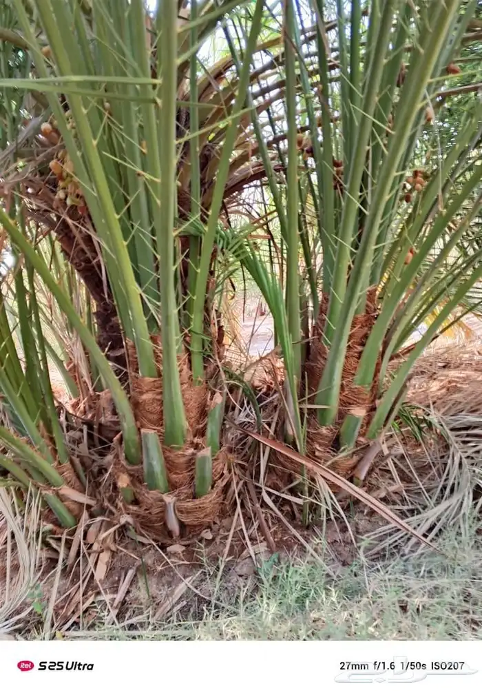 صقعي مجدول سكري 1