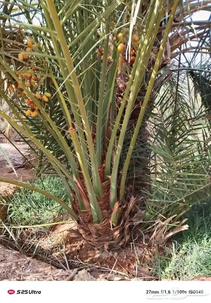صقعي مجدول سكري 0