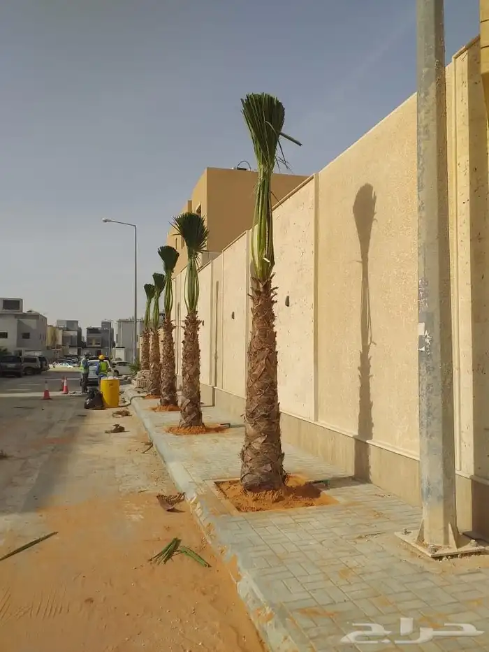 نخل وشنطني زينه امريكي للبيع 1