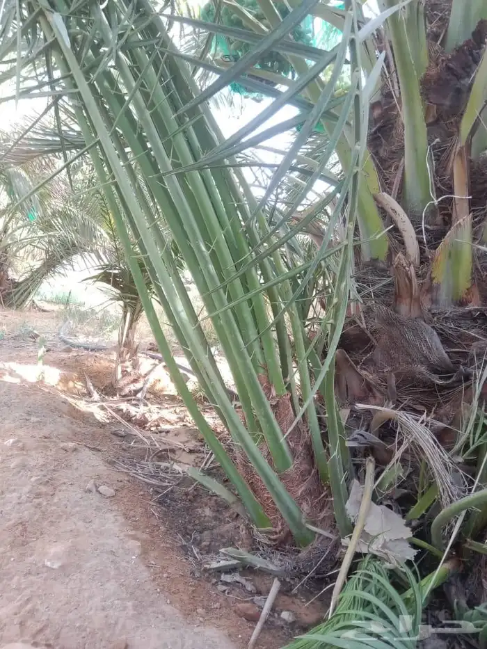 يوجد لدينا جميع انواع الفروخ والنخيل والواشنطني وتشبيك المزا 4