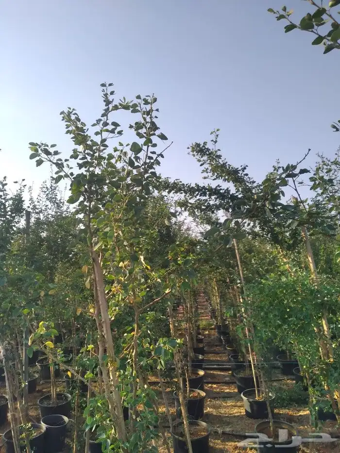 يوجد لديناء شجر الترمناليا وأشجار الزيتون وشجر الظل والأشجار 5