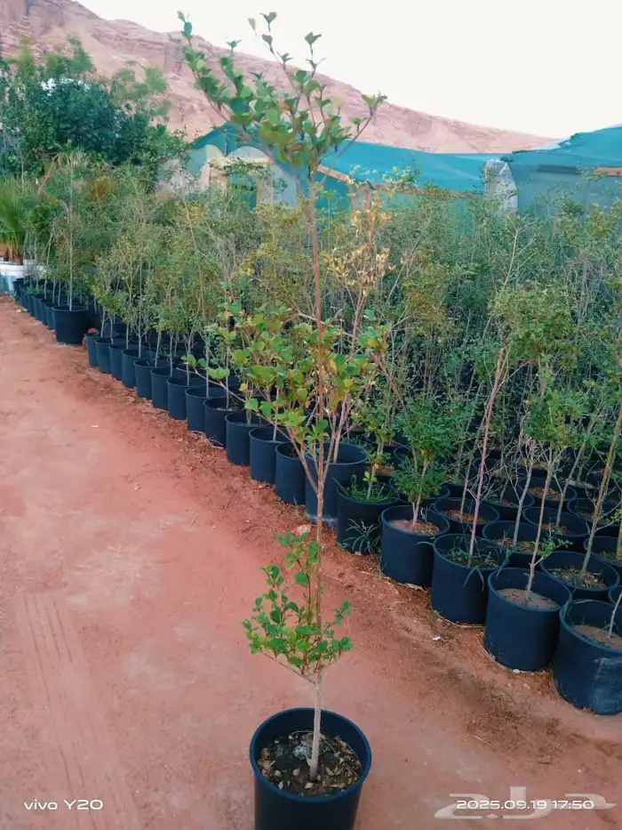 تنسيق حدائق 1