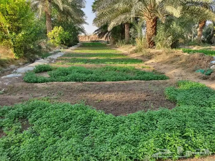 مزرعة بوسط الخرج للبيع 2