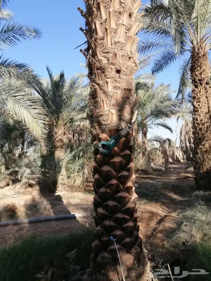 نقوم بتكريب النخيل وقلع وعرس لتواصل  واتساب 1