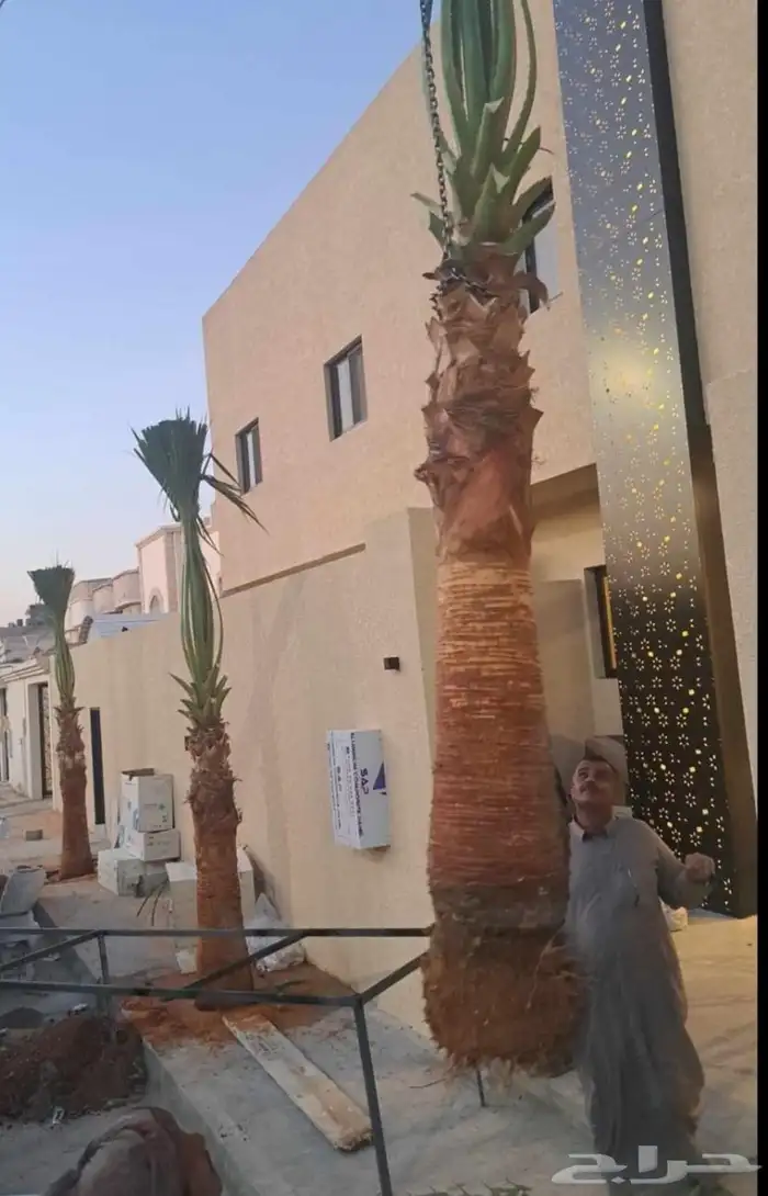 نخل نخيل واشنطن وصيانة الحدائق 5