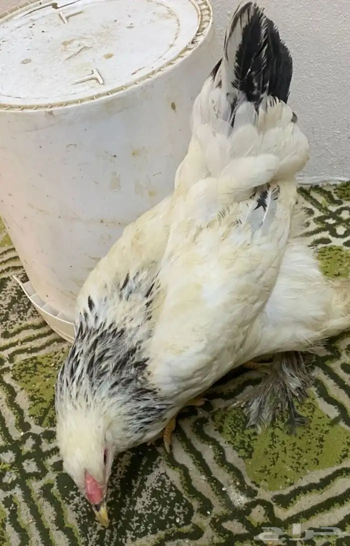 طقم دجاج براهما كلومبي كونك 0
