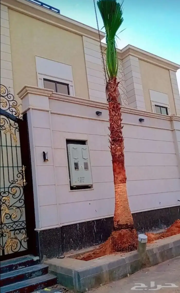 نخل نخيل واشنطن وصيانة الحدائق 4