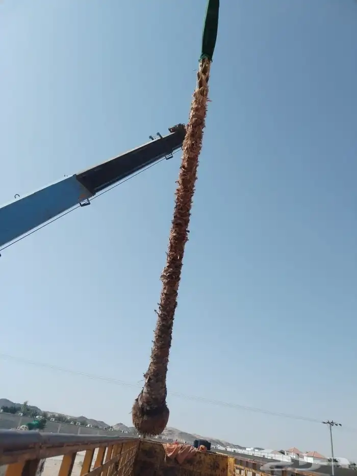 نخيل مثمر للبيع صقعي سكري اخلاص هلالي مجدوله شيشي خضري 0