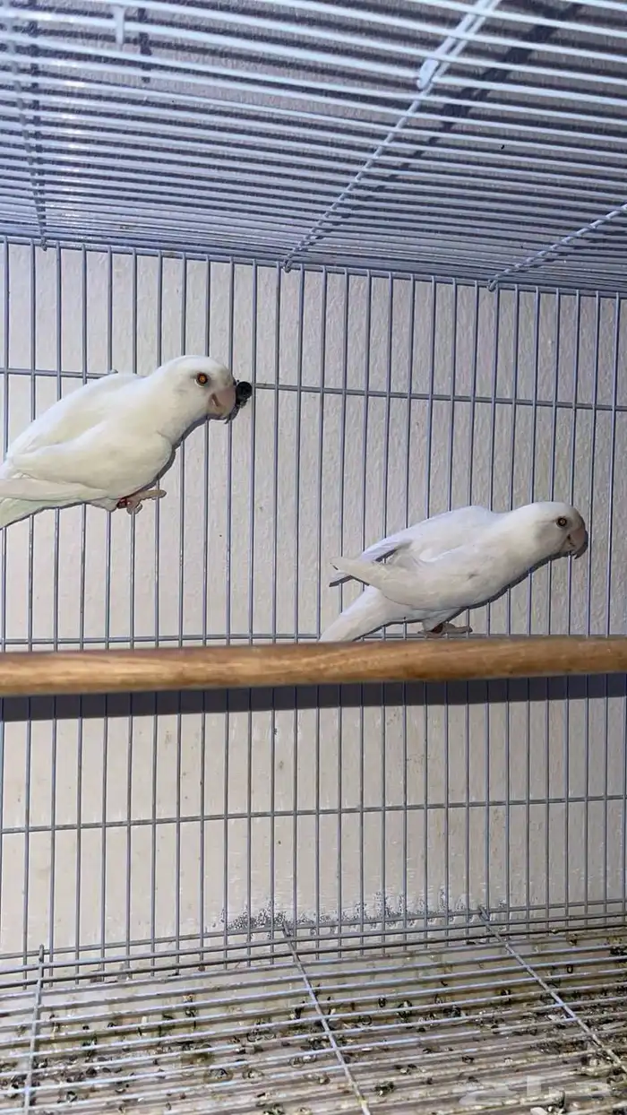 جوز روز البينو منتج 3