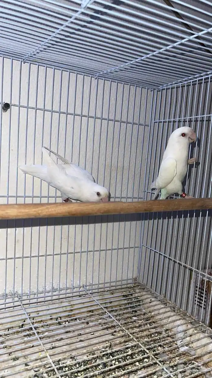 جوز روز البينو منتج 1