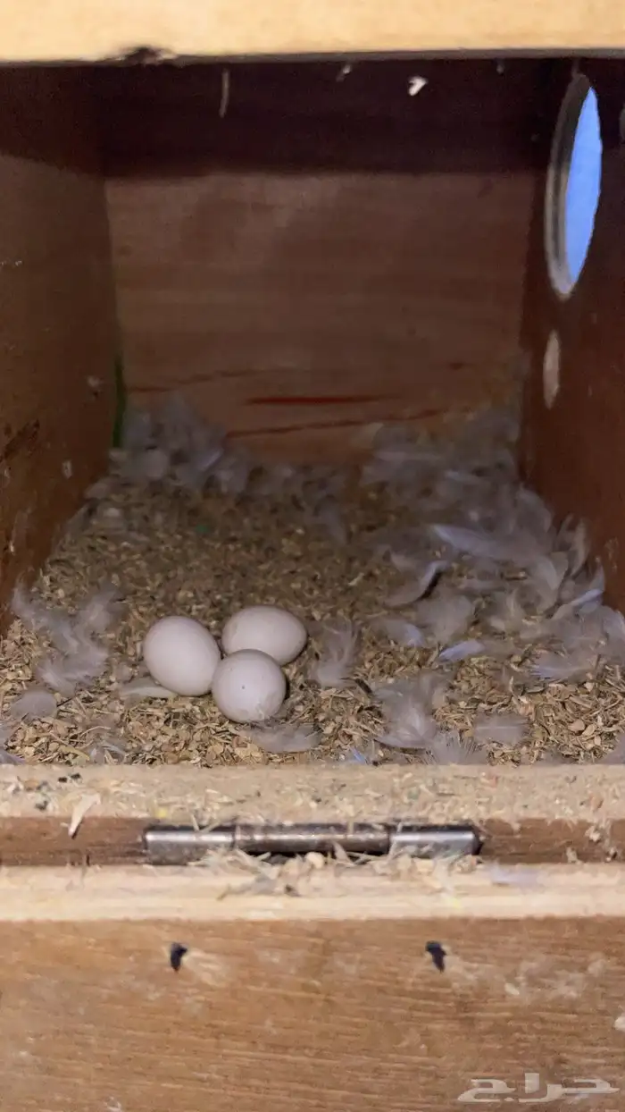 جوز روز البينو منتج 2