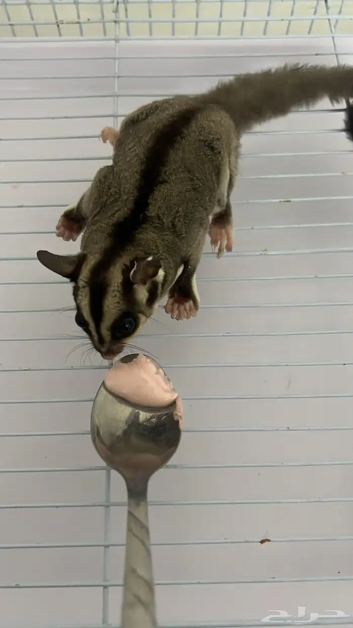شوقر قلايدر السنجاب الطائر اليف Sugar Glider 1