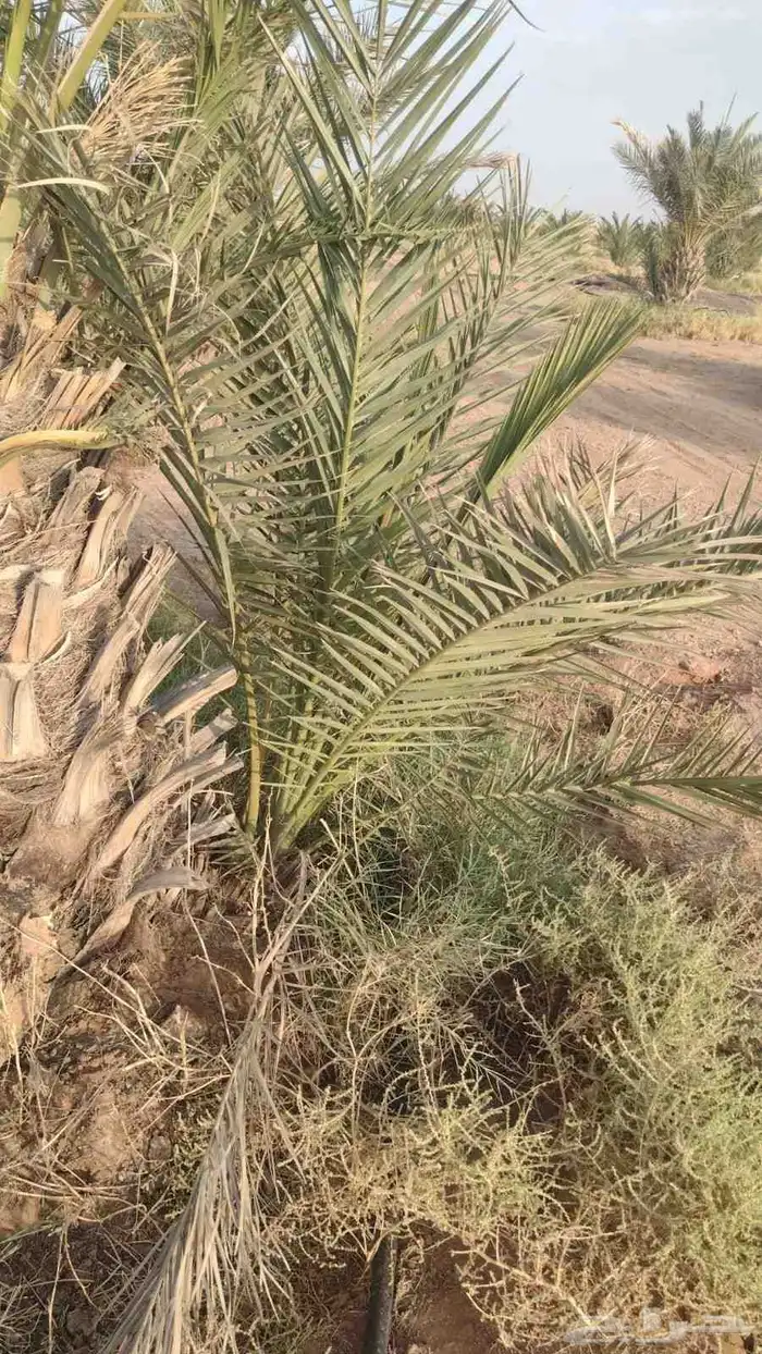 فروح نخل للبيع 2