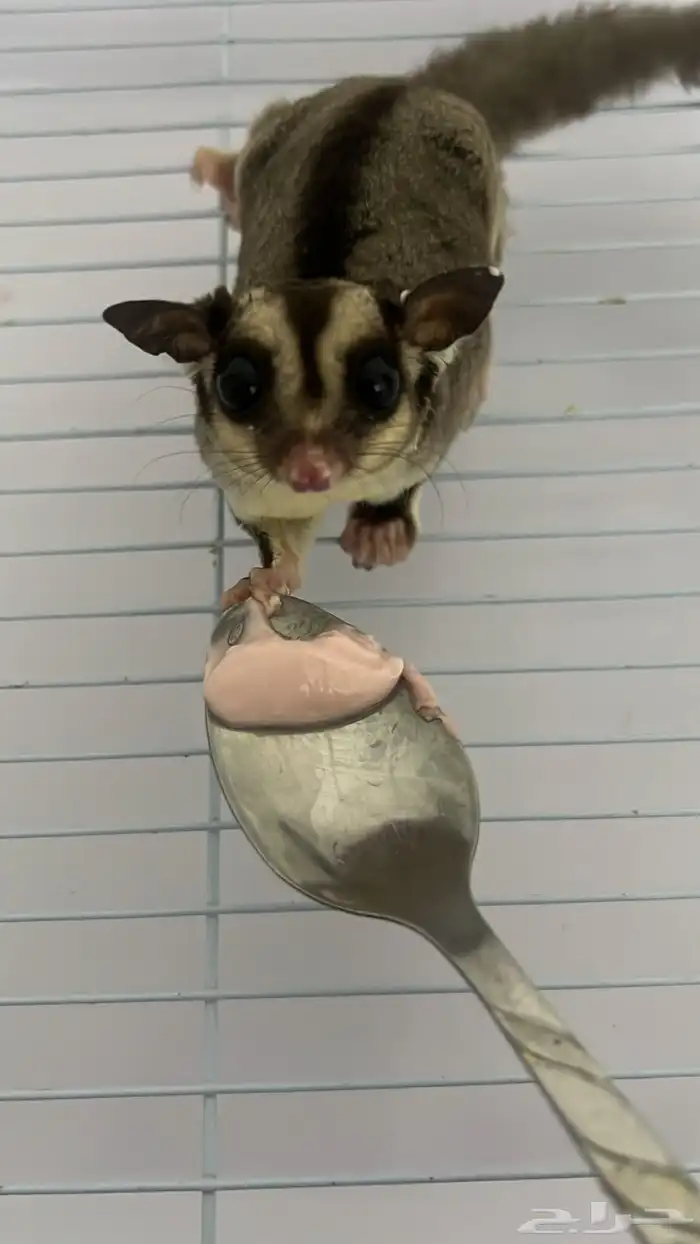 شوقر قلايدر السنجاب الطائر اليف Sugar Glider 0