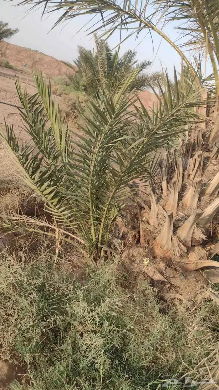 فروح نخل للبيع 3