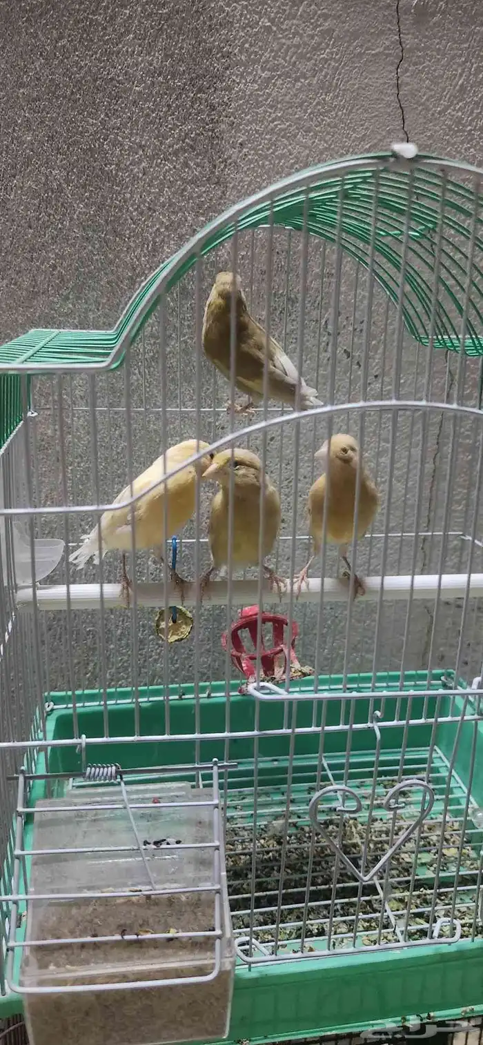 كناري 8 ذكور و 4 اناث 8