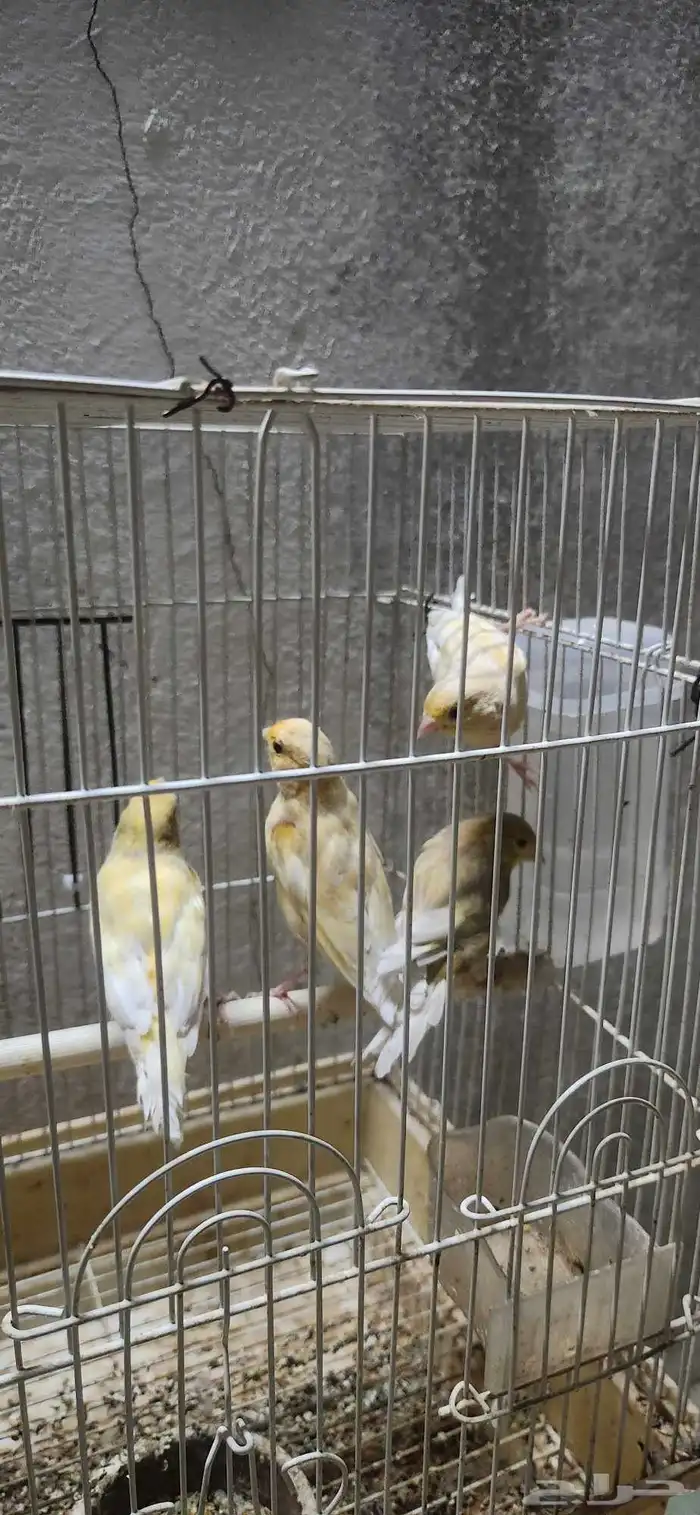 كناري 8 ذكور و 4 اناث 2