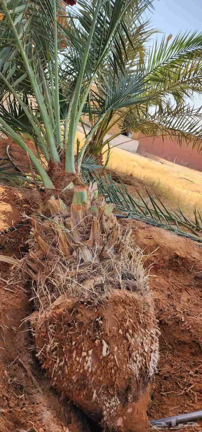 قلع وغرس وزراعه جميع انواع النخل توريد وزراعه جميع انواع 6