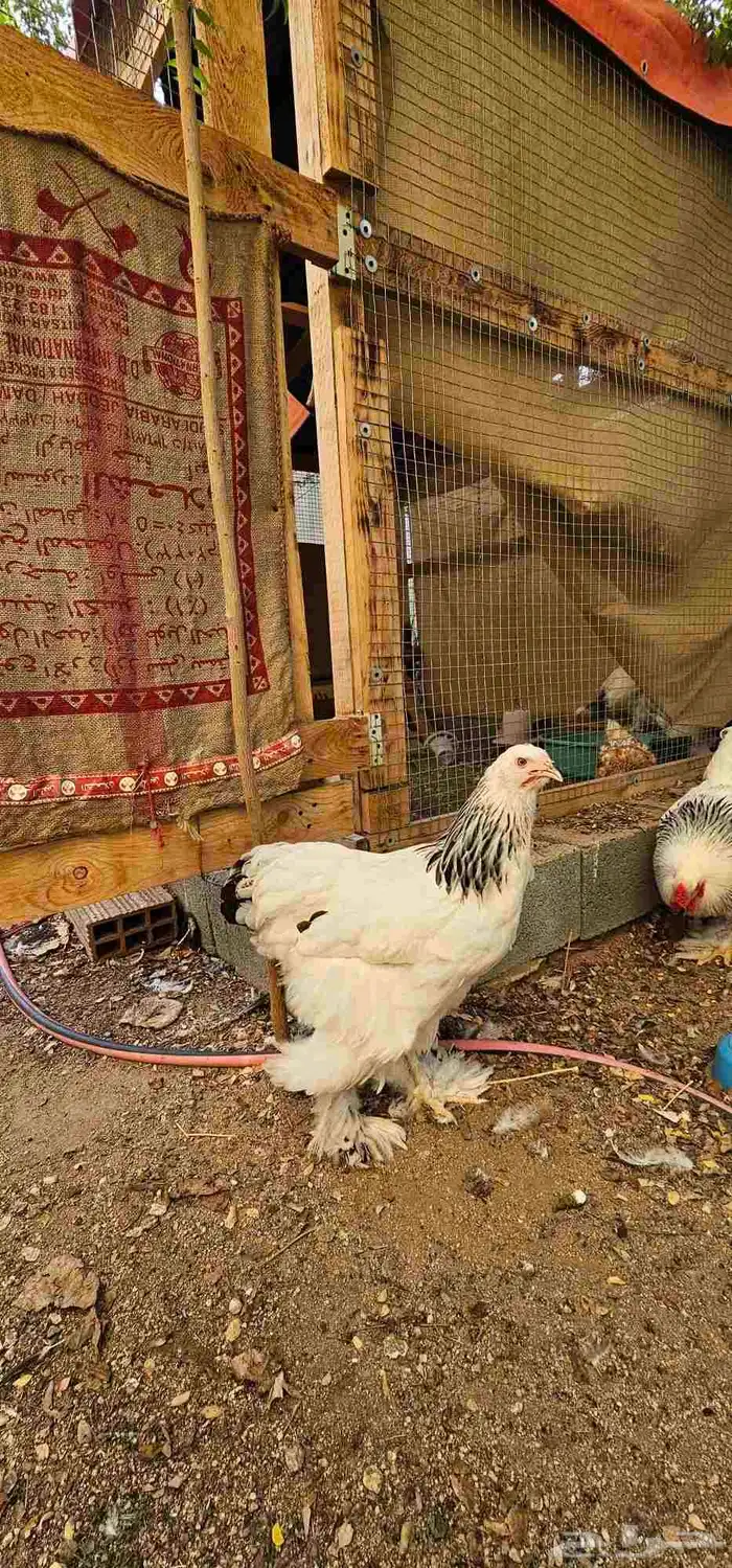 براهما كلومبي فاخر 1