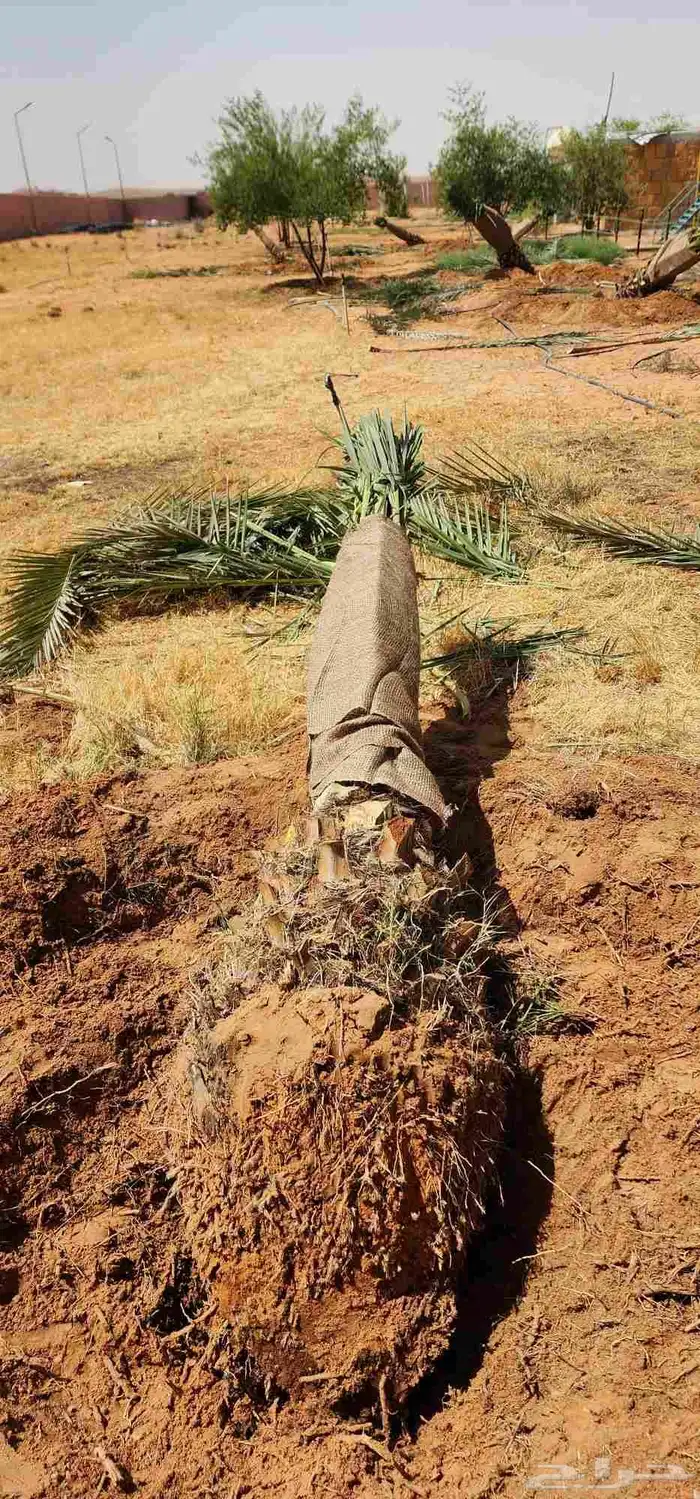 قلع وغرس وزراعه جميع انواع النخل توريد وزراعه جميع انواع 0