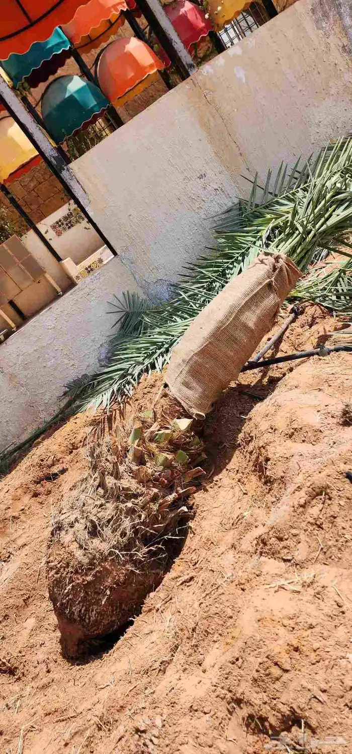 قلع وغرس وزراعه جميع انواع النخل توريد وزراعه جميع انواع 1