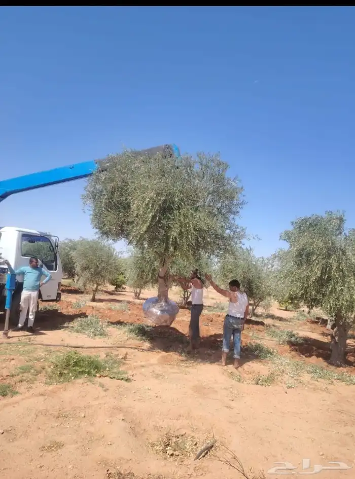 يوجد لدينا زيتون معمر زيتون وسط الحجم وشتلات أسعار طيبه 4