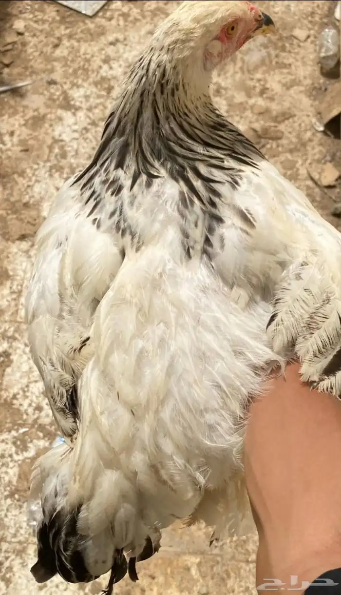 طقم دجاج براهما كلومبي كونك 4