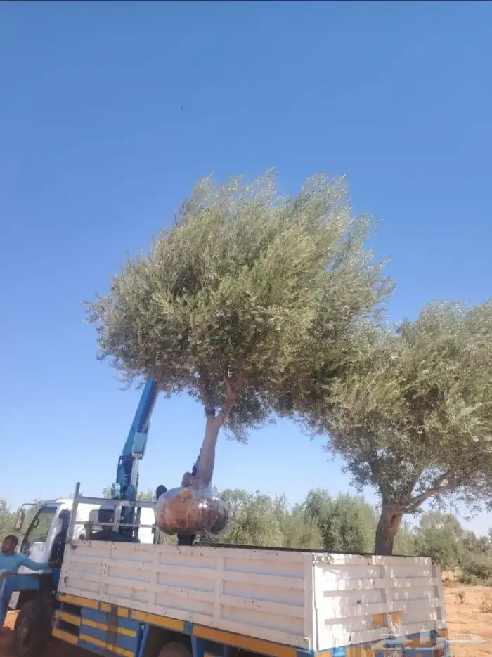 يوجد لدينا زيتون معمر زيتون وسط الحجم وشتلات أسعار طيبه 8