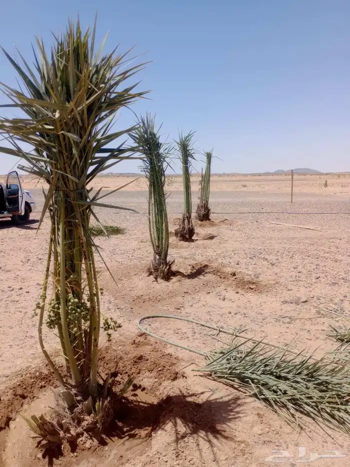 يوجد جميع انواع النخيل وجميع المقست   053 863 9765 5