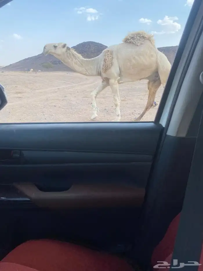 للبيع القعود الكفو 0