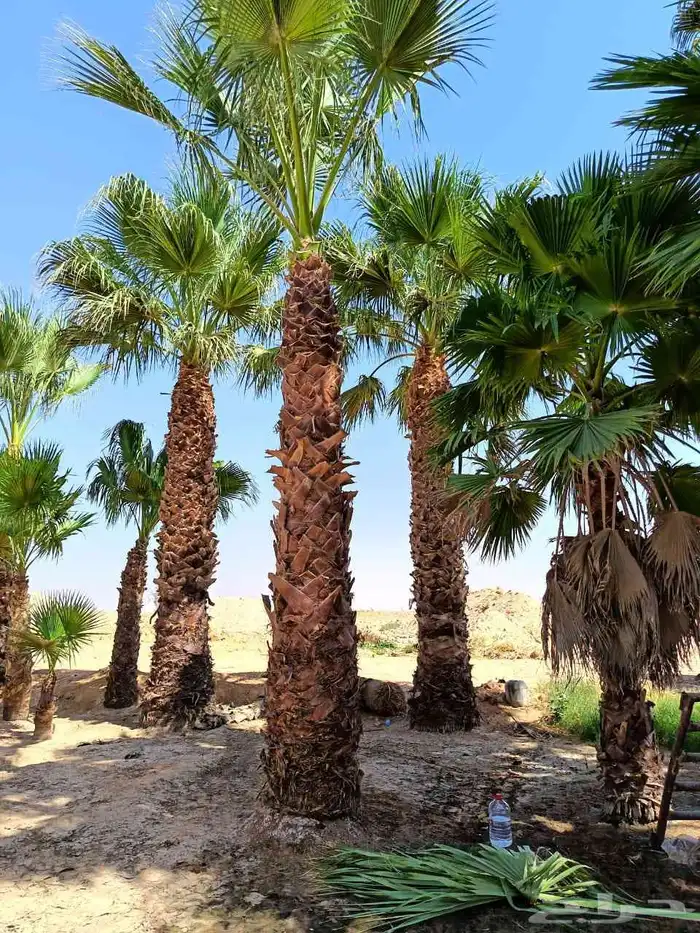 يوجد لدينا جميع انواع الفروخ والنخيل والواشنطني وتشبيك المزا 1