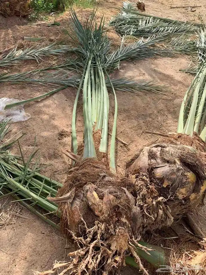 فسايل عجوه مجدول 4