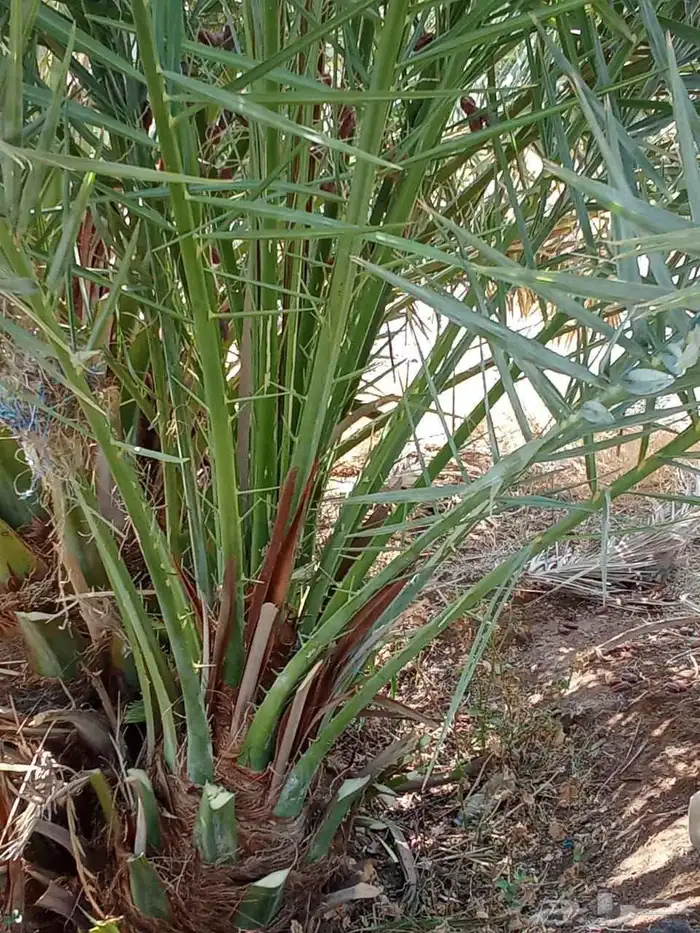 صقعي مجدول سكري 4
