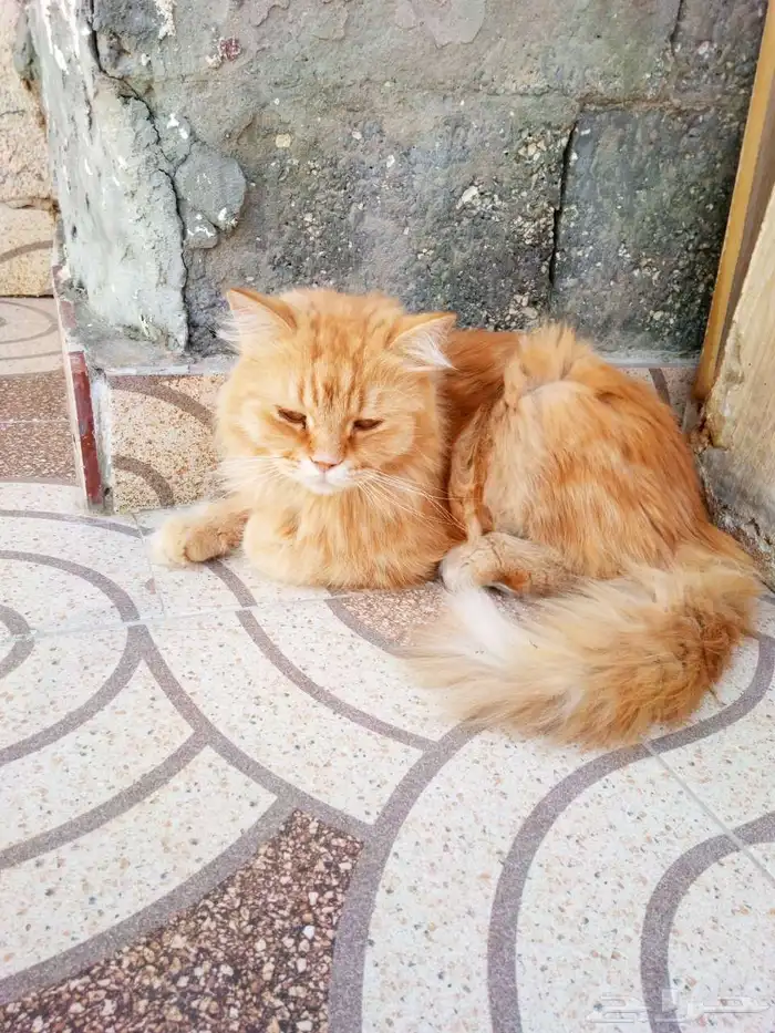 قط لتبني شرزي 0