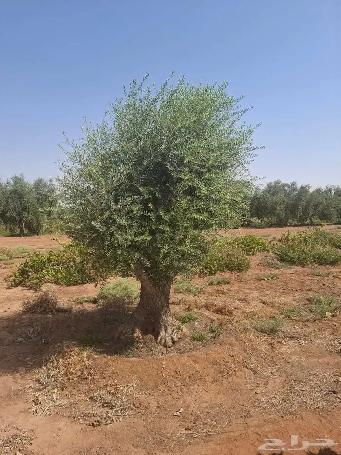 شجر زيتون معمر 6