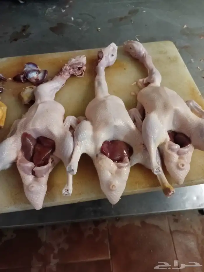 يوجد بط بكيني زبح وا ديوك بلدي زبح التواصل على الواتس 0