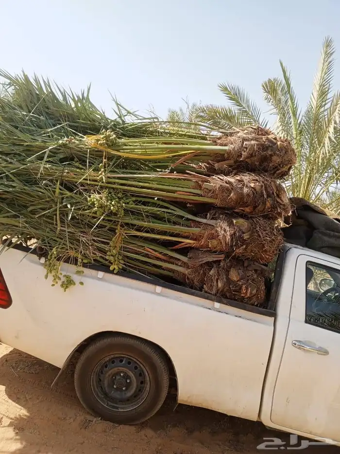 يوجد جميع انواع النخيل وجميع المقست   053 863 9765 4