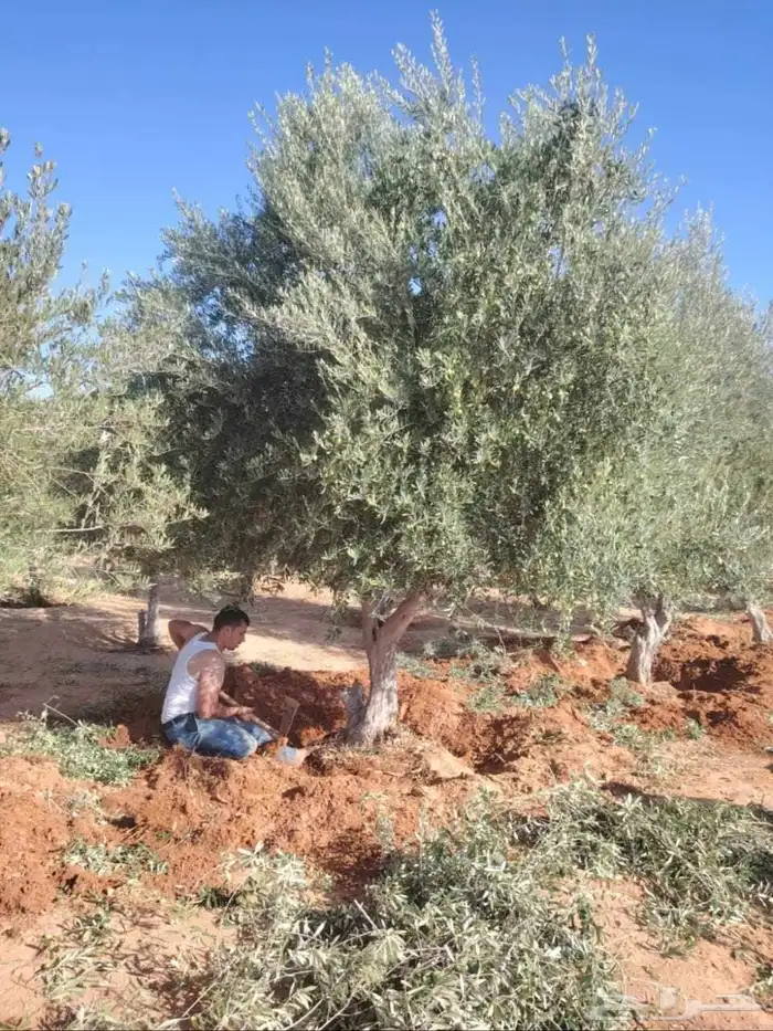 يوجد لدينا زيتون معمر زيتون وسط الحجم وشتلات أسعار طيبه 0