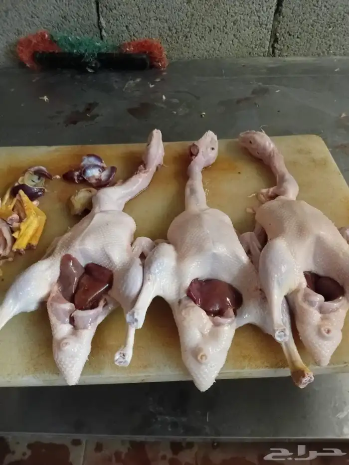 يوجد بط بكيني زبح وا ديوك بلدي زبح التواصل على الواتس 1