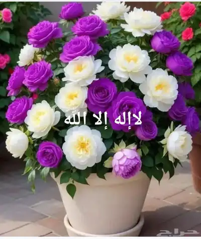 مزارع للحدائق الفلل والاستراحات في شمال الرياض index