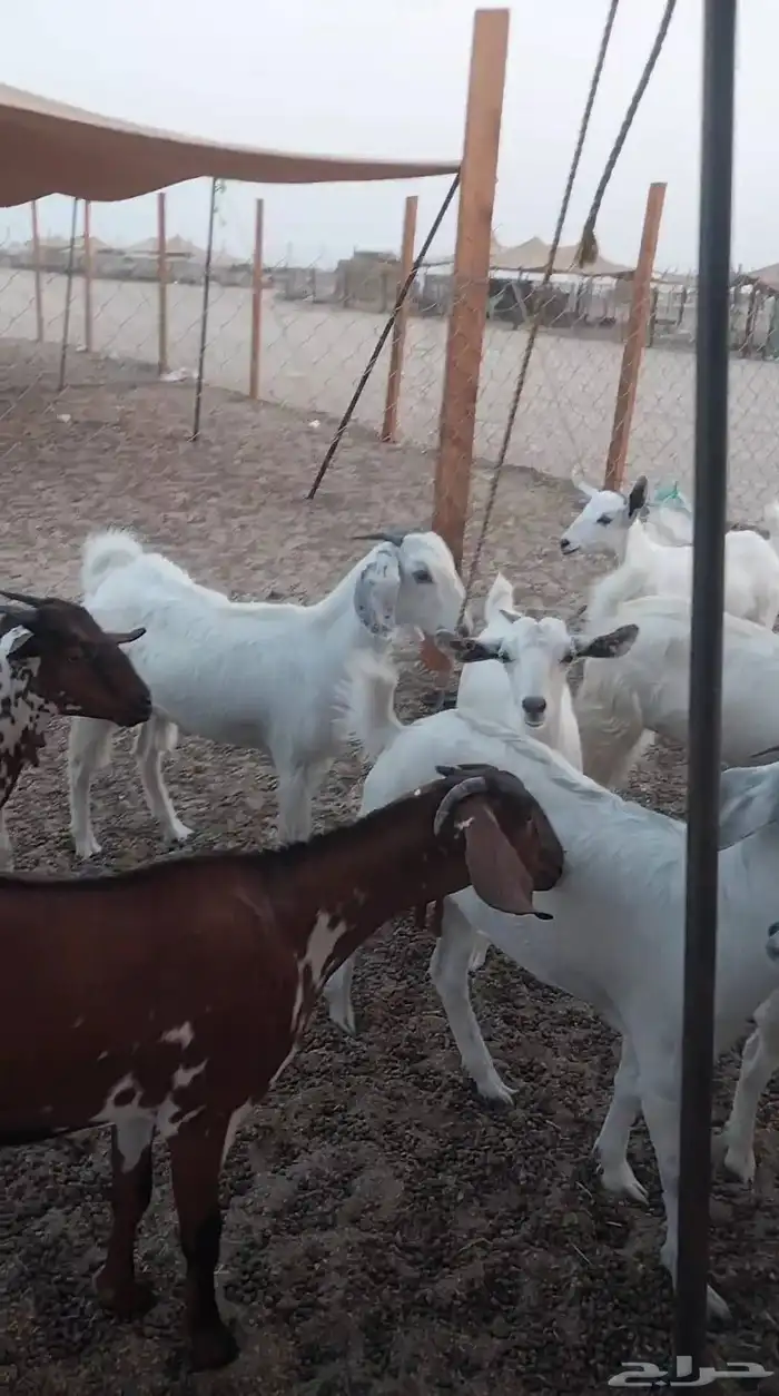 أعرض لكم جفار بيشه طيبه بالحيل زبح اومقن 2
