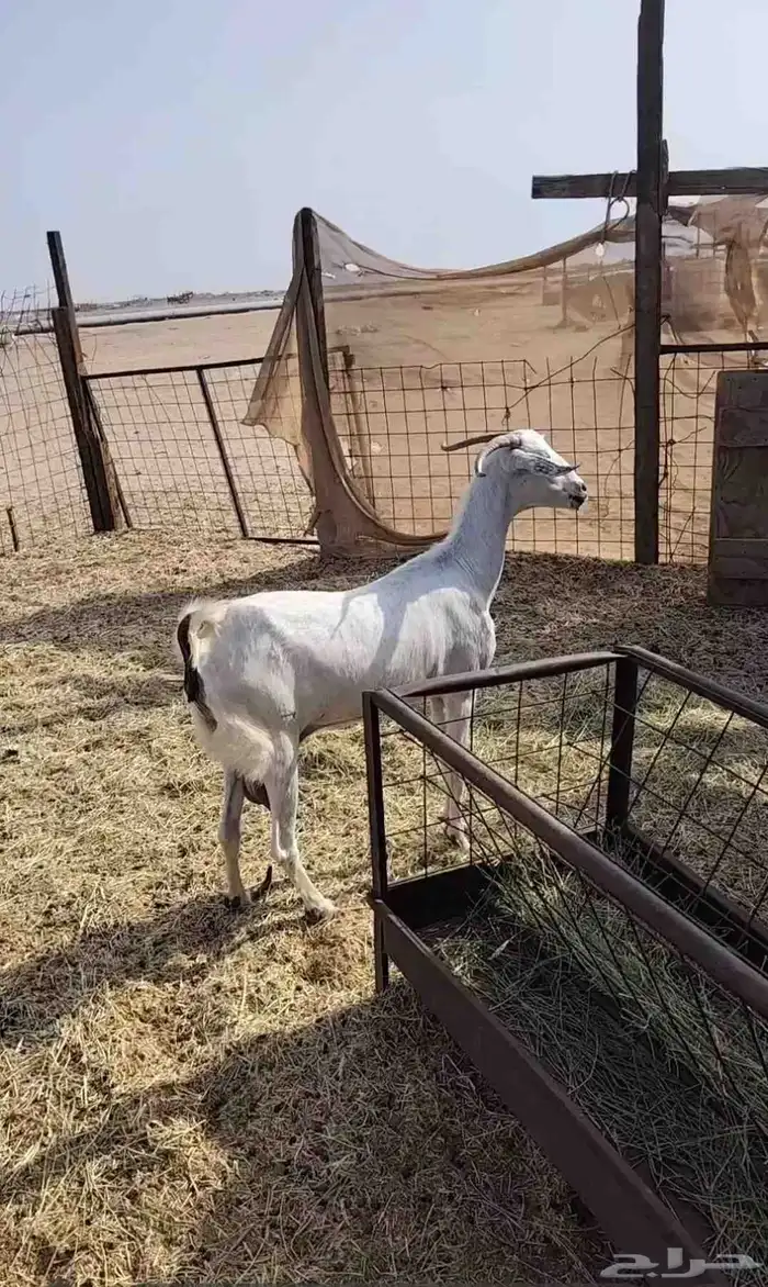 ماعز بيشيه فاخره 2