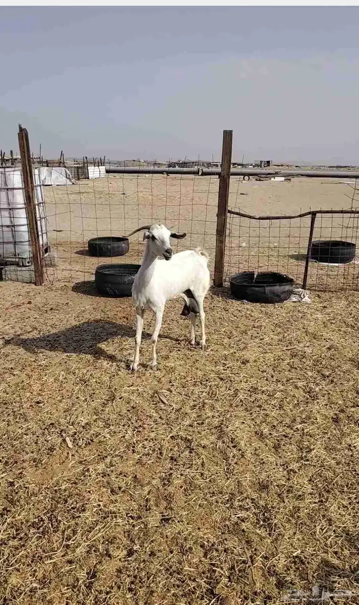 ماعز بيشيه فاخره 0