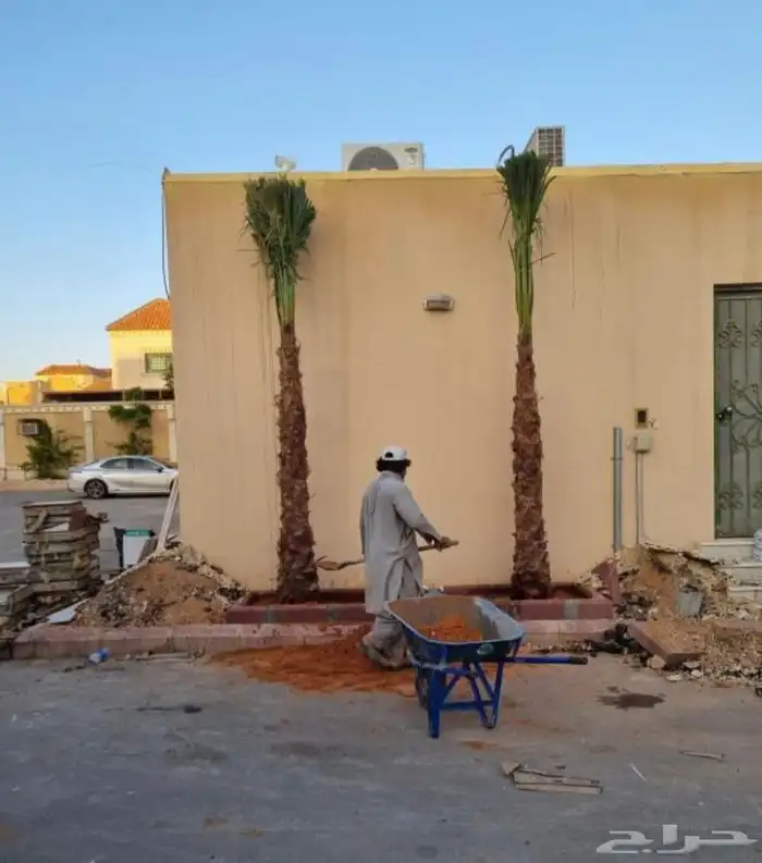 نخل وشنطونيا زينه ابومروحه 4