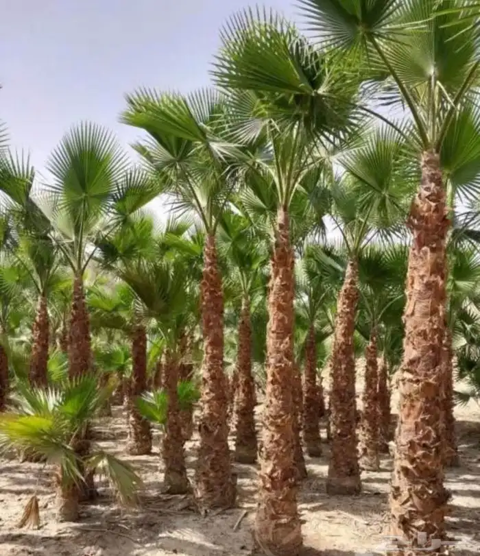 نخل وشنطونيا زينه ابومروحه 1
