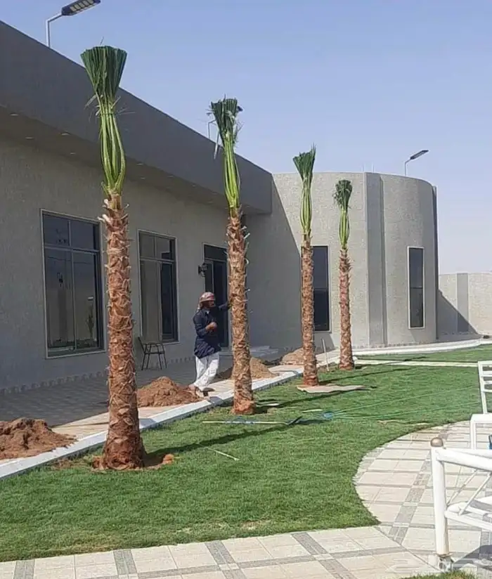 نخل وشنطونيا زينه ابومروحه 6