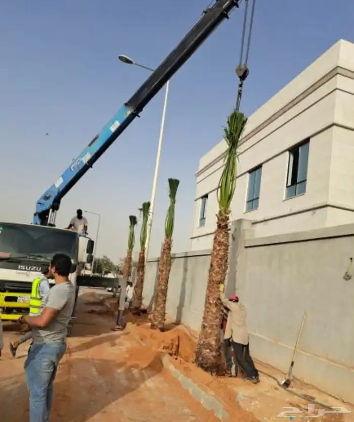 نخل وشنطونيا زينه ابومروحه 5