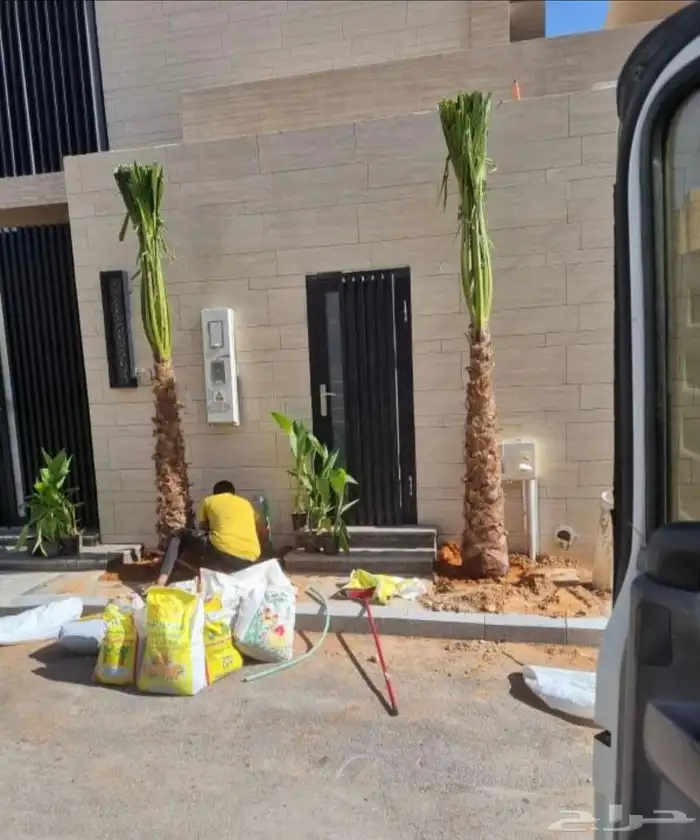 نخل وشنطونيا زينه ابومروحه 3